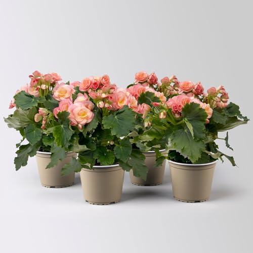 Begonie 'Hailey Sunset®', apricot, Topf-Ø 14 cm, 4 Pflanzen