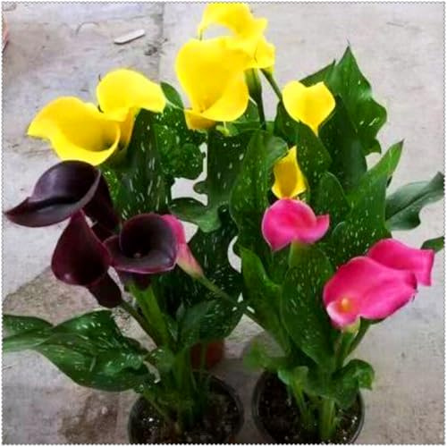 Schöne Calla, winterhart, mehrjährig, selten und farbenfroh, pflegeleicht-2 Wurzel-E