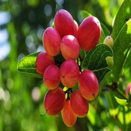 10 graines de fruits dulcificum.