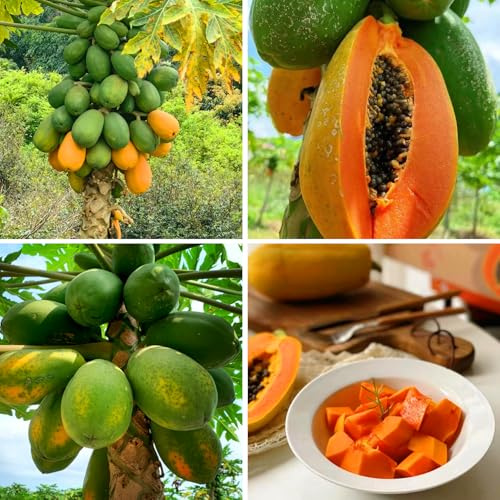 Mixrug Dwarf Papaya Seeds for Planting Outdoor, 5pcs Perennial Organic Papaya Tree Seed Non-GMO Heirloom Sweet Edible Tropical Fruit, Sweet Juicy Fruits Plants in Your Home Garden