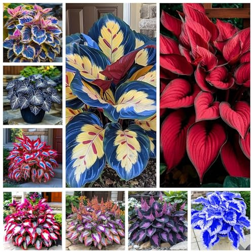 Bulbi di Hosta | Eleganti,Robusti,Compatti,Sottili,Delicati, Arieggiati-6 Bulbi-A