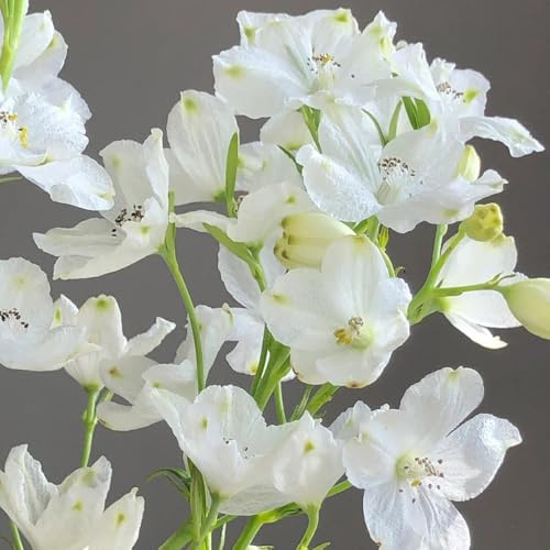 rittersporn, delphinium - bonsai balkon blumensamen gartenblumen balkonpflanzen gartendeko für draußen kräuterpflanzen frühlingsblume winterharte kübelpflanzen zierblumen für sonnige 160samen