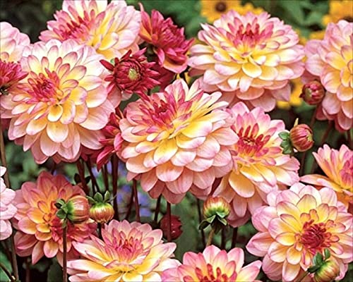 Dahlia Tuber/Bulb 'Zingaro' Border Dahlia WPC Prins Quality