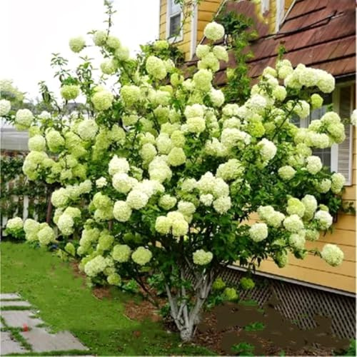 Lime Hydrangea Tree Live Plant, Light Green Change Color Hydrangea Flowers in 4 Pot, for Your Garden, Well Rooted