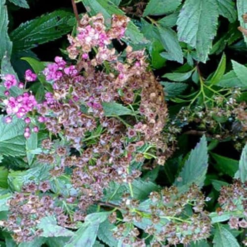3 x Spirée Japonaise 'Genpei' - Spiraea Japonica 'Genpei' (= 'Shirobana')20-25 cm en conteneur - Élégance Florale en Dualité