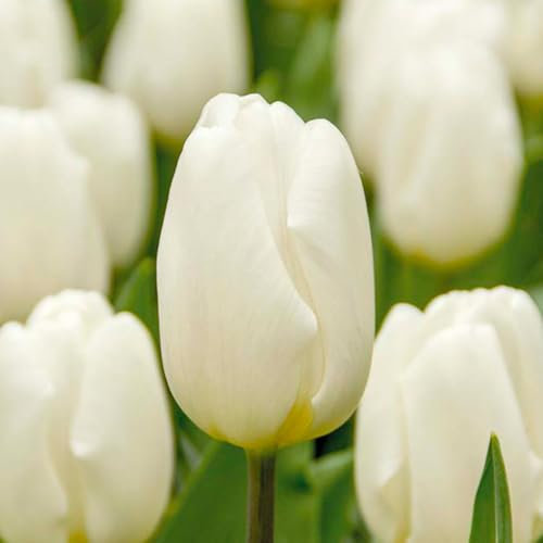 Bloomique - Mix di 20 - Tulipa - Bulbi di tulipano - Bianco - Bulbi - Fioritura primaverile - Perenni - Cresce fino a 30-35 cm