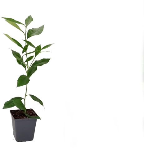 Árbol de Lima Natural Frescura y Belleza al Alcance de tu Mano