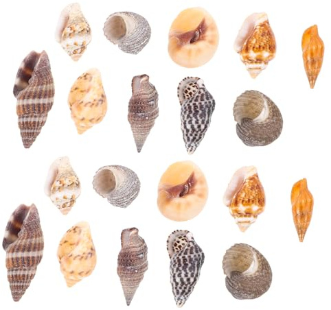 jojofuny Dekorativen Kleinen Muscheln Natürliche Muscheln DIY-Handwerk Dekore Für Aquarien Schreibtischdekor Und Strandpartys