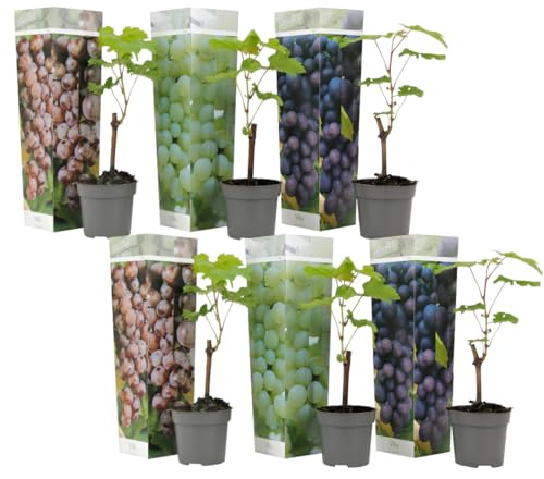 Plant in a Box - Traubenpflanzen - 6er-Mix - Vitis Vinifera - Weintraube - Topf 9cm -Höhe 25-40cm