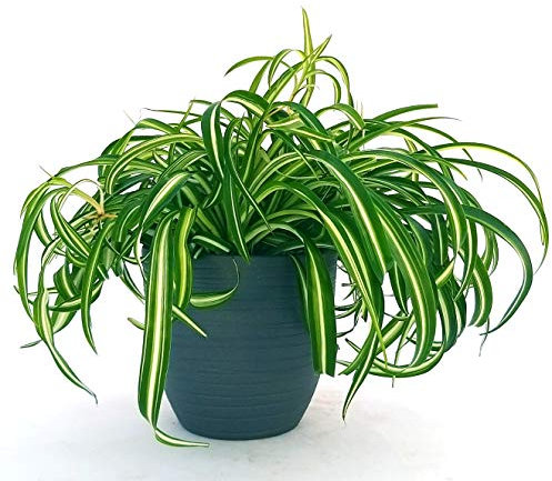 POWERS TO FLOWERS - CHLOROPHYTUM, FALANGIO IN VASO CERAMICA ANTRACITE A RIGHE XXL, pianta vera
