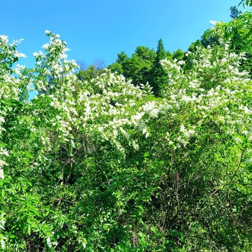 Semi di siepe di ligustro, da giardino roccioso Ligustro lucidum - giardino comprare semi di arbusti sempreverdi vecchie varietà arbusti fioriti 250pcs