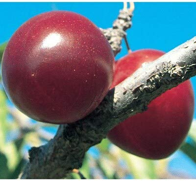 Scarlet Beauty Plum Tree - Self Pollinating Live Fruit Plant Shipped 3 Feet Tall by DAS Farms