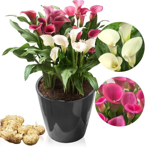 Colección de bulbos de calas rosas y blancas, 10 bulbos de Zantedeschia, 2 variedades, 5 de cada color, ideal como planta de maceta y de jardín