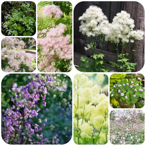 Thalictrum aquilegifolium - bio schmetterlingsblume 250samen