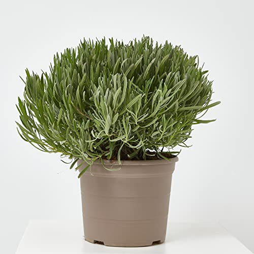 Verdecora Lavanda | Lavandula, espliego | Hierbas aromáticas | Planta natural de exterior (Maceta Ø20cm)