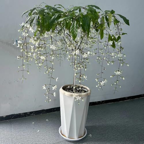 Planta de jazmín resistente - semillas de flores verano flores para macetas decoración balcones planta maceta plantas perennes resistentes - Plantas raras - balcón camas 250pcs