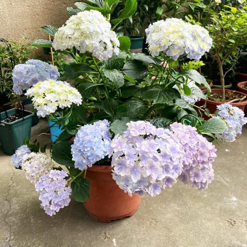 100 piezas semillas de hortensias - semillas de perennes resistentes, techos verdes la decoración prado silvestres perenne