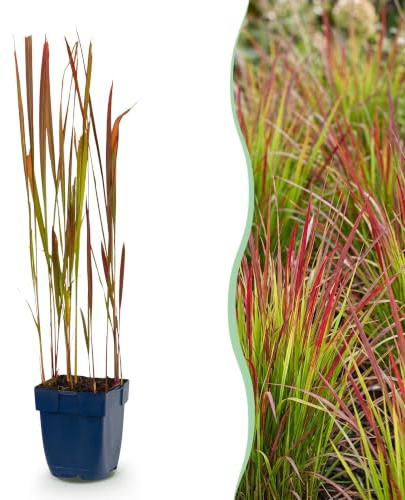 Green boutiQ - Graminées - Imperata cylindrica Red Baron - Herbe de sang japonaise - Rhizomes rouges - Rouge - 6 Plantes - Pot 11cm - Hauteur 15-25cm