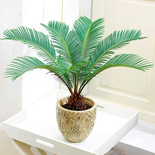 Immergrüner Cycas Revoluta | Premium Sagopalmfarn als Geschenk (30 – 40 cm inkl. Topf)