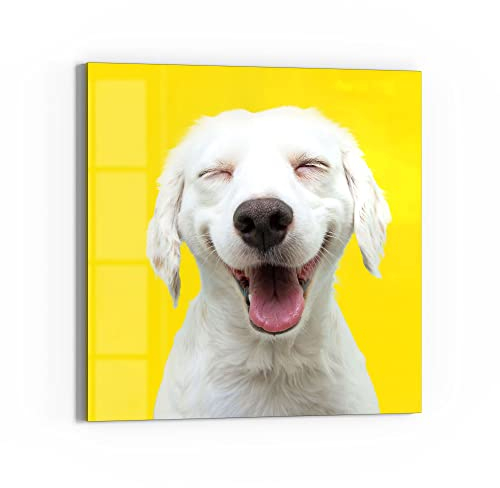 DEQORI Glas-Magnettafel | 50x50 cm groß | Motiv Lachender Hund | Memo-Board aus Glas | Magnetboard inkl. Magnete, Stift & Tuch für Küche & Büro | Tafel magnetisch & beschreibbar