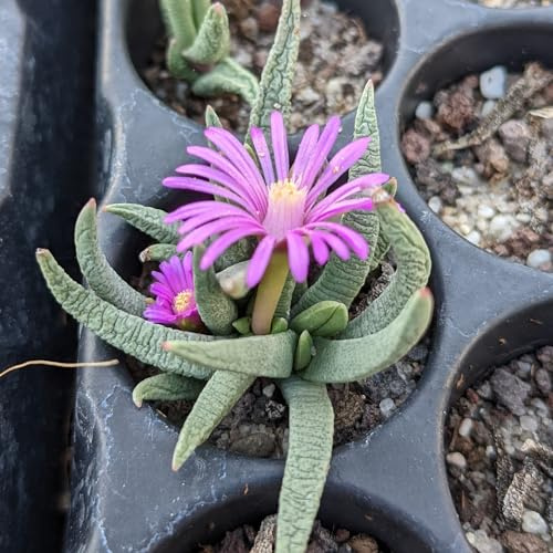 Marlothistella uniondalensis - Sunnyplants, Lithops rares, Plantes Lithops, Plantes de Marlothistella, Pierres vivantes, Lithops, Plantes Marlothistella, Marlothistella, Lithop, Succulentes