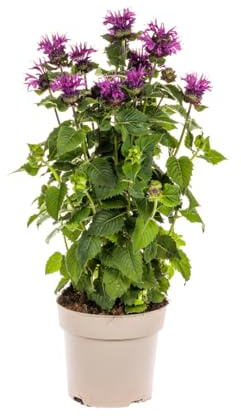 Monarda didyma 'Purple', Ø 19 cm, altezza 45-60 cm, poltrona indiana con fiori viola, per aiuole soleggiate e giardini naturali
