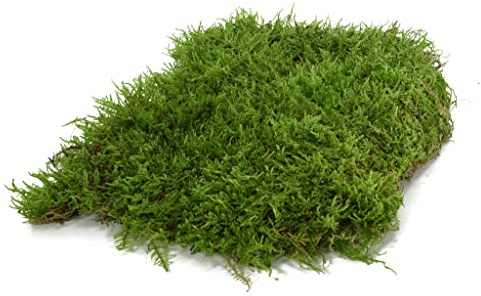 Moos Design | Muschio per terrario per rettili e Anfibi | Ideale per terrari bioattivi | Substrato per terrario, Muschio Naturale per Fondo