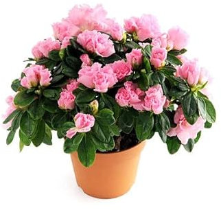 Flor de Azalea: Una Opción Elegante y Natural para tu Hogar
