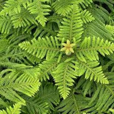 60 pièces de graines de plantes à feuillage d'Araucaria