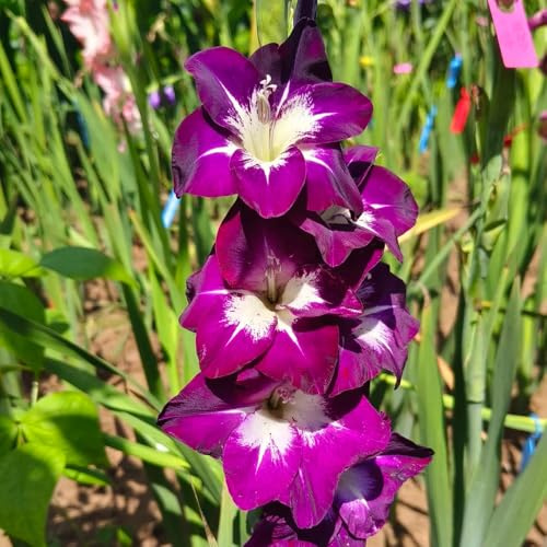 bulbi di gladiola resistente - balcone decorazione 2pcs