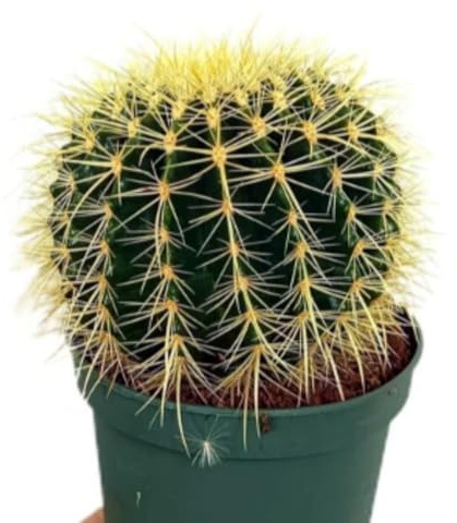 Planta natural Echinocactus Grusonii, en maceta de 16 cm. Asiento de suegra. Cactus esférico con espinas doradas y fácil de cuidar. Segura Garden.