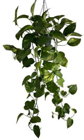 Devil's Ivy - Trailing Epipremnum aureum -Golden Pothos |Hunters Robe -Pot Size 15cm Length up to 90cm