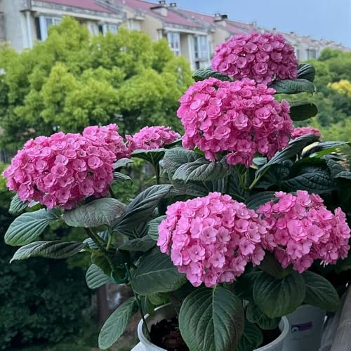 semi di ortensia resistenti - decorative perenni vecchie varietà giardino 300pcs