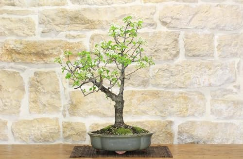 Bonsai di Ciliegio Selvatico (149)