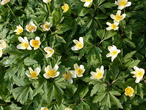 Anemone nemorosa 9x9 cm Topf – Winterhart, Mehrjährig, Pflegeleicht – Buschwindröschen – Bodendecker für Garten & Schattenbeet