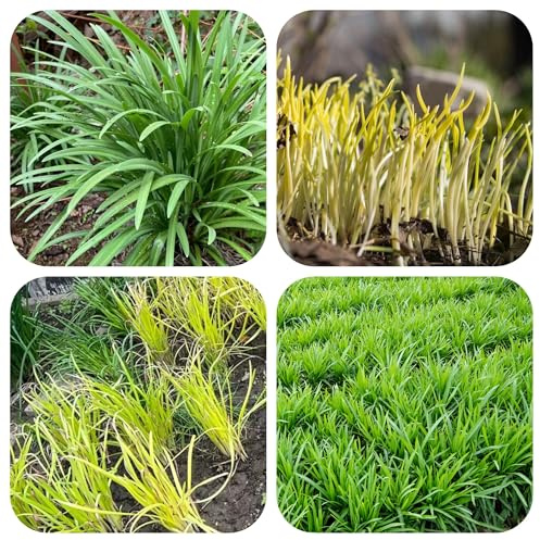 semi di aglio cipollina biologici balcone invernali da giardino 300pcs