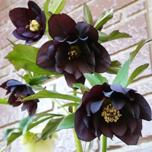 christrose pflanzensamen balkon deko kräutersamen frühlingsblumen christrose balkonblumen exotische stauden winterhart mehrjährig, gartensamen balkonpflanzen 65samen