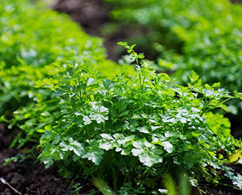 500 Graines de Persil Plat - plante aromatique - semences paysannes reproductibles - SemiSauvage