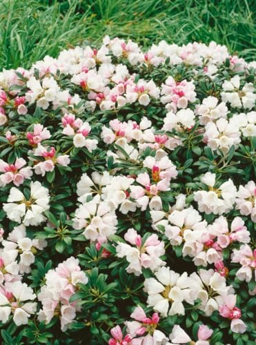 Rhododendron yakushimanum 'Weissenburg' 40-50 cm - Rhododendron, weiße Blüten, Blütezeit Mai-Juni, ideal für Halbschatten, immergrün, winterhart