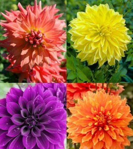 Dahlia/Crop for Planting Now UK/Strong Plants That Grow Well/Mix Golden Jade Carving Feels