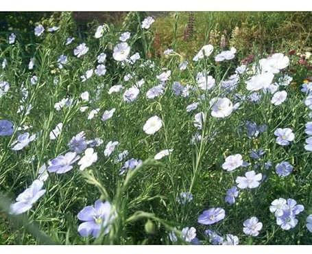 Sachet de graines de Lin vivace bleu - 2 g - LES GRAINES BOCQUET