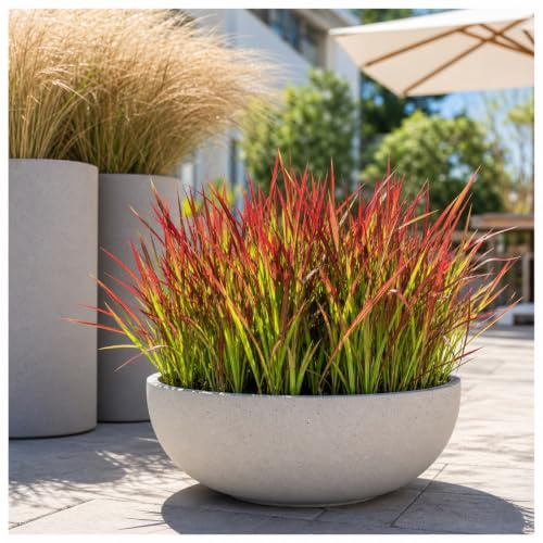 Stauden Gänge 10 x Imperata cylindrica 'Red Baron' Japanisches Blutgras | Japanisches Blutgras 'Red Baron' – rotes, winterhartes Ziergras für Sonne bis Halbschatten, mehrjährig, 1 L Topf (11x11 cm)