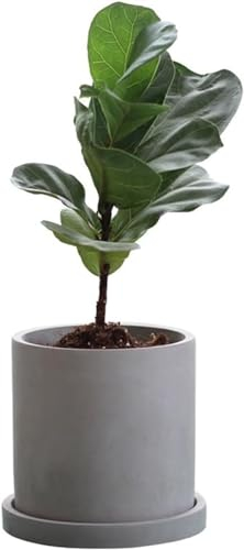 FUNDESEE Cement Mini Seeder, Gray Cylindrical Seeder, Cactus Herbaceous Succulent Flower Pot, With Tray For Ventilation (color: Gray, Size: 15 * 16cm)(Size:18 * 19cm)