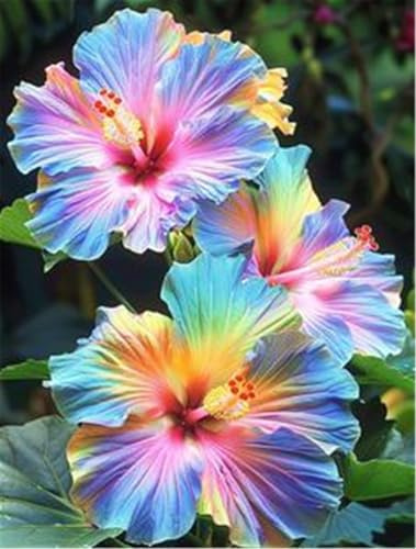 Winterhart zwiebeln, 2025 Winterhart pflanzen,Mysteriöse magische Glühbirne,Blumenzwiebel Mix-1 Hibiskus Knollen-I