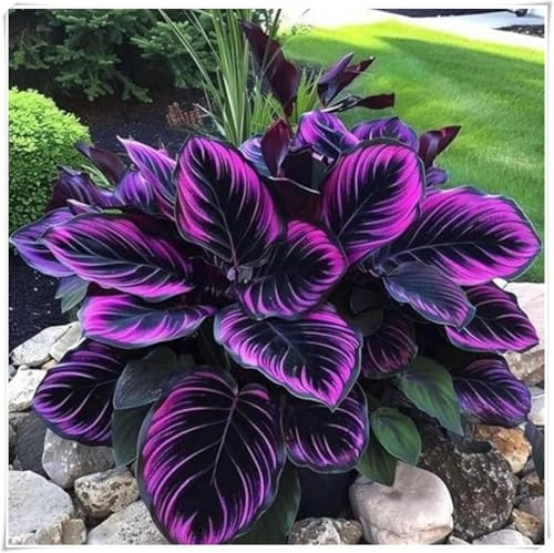 Bulbi di Hosta -Radici selezionate di hosta,miste,resistenti al freddo e alla siccità,adatte per la decorazione di giardini e balconi-4 Bulbi