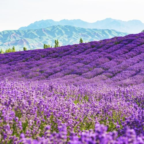semillas de lavanda jardín de silvestres silvestres balcón verano semillas medicinales cocina decoración balcones jardín interior 750pcs