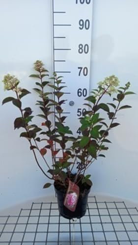 Hydrangea pan. 'Framboisine'® - Rispenhortensie 30-40 cm Container
