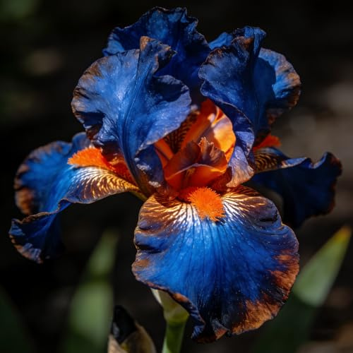 bulbi di iris, balcone con serra Iris in vaso rampicanti in vaso da balcone decorazioni da giardino per esterni resistenti, adatte al pieno sole. 20pcs