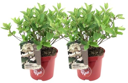 Plant in a Box - Hortensien- Hydrangea paniculata “Wim's Red”- Höhe 25-40cm -Topf 19cm - Winterharte Gartenpflanze