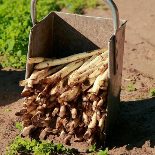 150 piezas Semillas de espárragos - semillas de hortalizas, lecho elevado Semillas de espárragos, Asparagus officinalis huerto, plantas resistentes en macetas, regalo de jardín de